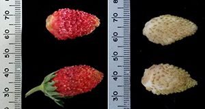 Examples of red and white Alpine strawberry fruit types arranged alongside a measuring tape to show sizes ranging between 1 and 1.5 cm wide and around 2 cm long
