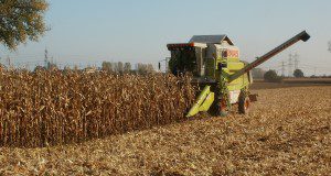 photo of corn being harvested