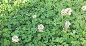 White clover, a member of the Fabaceae family.