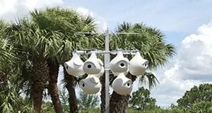 photo of purple martin housing in an open area with palm trees in background