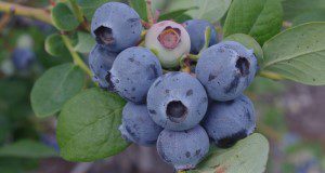 photo of a cluster of blueberries