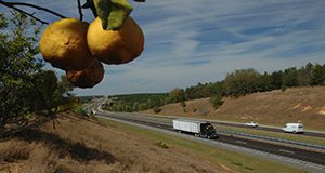 a cluster of oranges hangs in foreground of a semi-truck travelling along a stretch of the Florida Turnpike