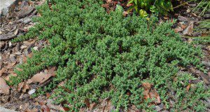 photo of Dwarf Japanese juniper used as a groundcover.