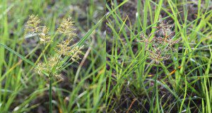 photo showing inflorescences of yellow nutsedge and purple nutsedge