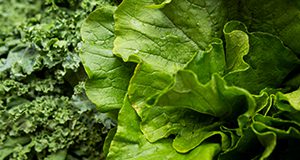 A close-up photo of lettuce and kale leaves.