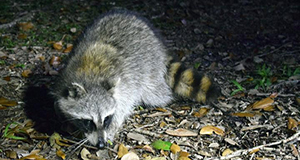 photo of a raccoon taken at night and spotlit by the flash