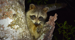 A photo of a raccoon perched in a lichen-covered tree at night faces the camera. One forepaw is visible.