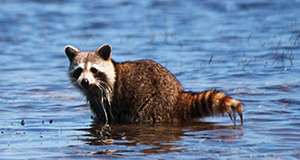 Photo of a raccoon standing in shallow water in the daytime. It has spotted the photographer and is gazing at the camera