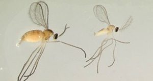 photo of male and female adult blueberry gall midges