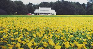 Photograph with a field of flowering perennial peanut ground covering in the foreground, and a home in the distance.