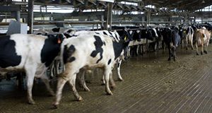 A photo of a group of dairy cows in a milking parlour.