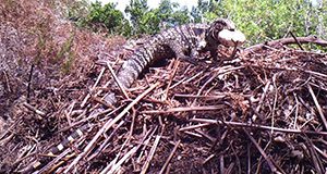 tegu robbing an alligator nest