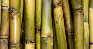 A close-up photo of sugar cane stalks.