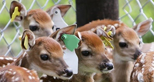 A photo of a group of fawns with yellow and green ear tags.