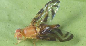 adult Caribbean fruit fly