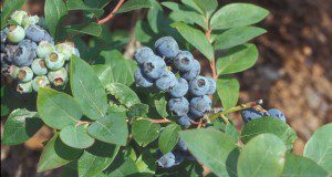 clusters of blueberries on the blueberry bush