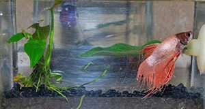 Photo of a male betta in a small aquarium.