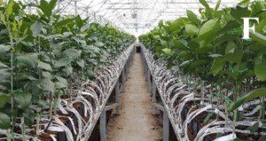drip irrigation in greenhouse