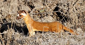 A long-tailed weasel