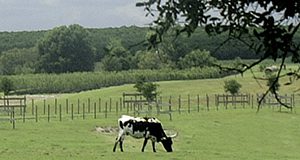 Cow grazing in a field. UF/IFAS file photo