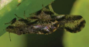 A close-up of an adult Asian citrus psyllid feeding on a leaf