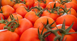 Freshly picked tomatoes.