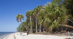 Palm trees on the beach of Seahorse Key near Cedar Key, Florida. Photo Credits: UF/IFAS Photo by Tyler Jones