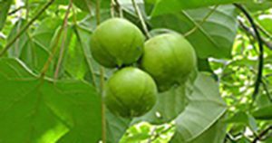 tung tree fruit