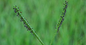 Bahiagrass seedhead. The purple anthers can be observed covering each raceme.