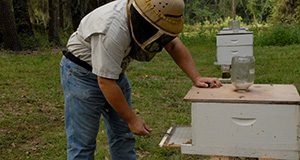 A photo of a beekeeper in protective headgear checking a sticky board at the bottom of a honey bee hive.