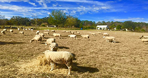 Florida Native sheep from Fairmeadow Sheep Farm.