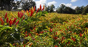 Red chili peppers growing on the bush. Photo taken 09-13-18.