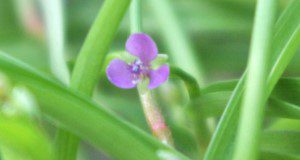 doveweed flower