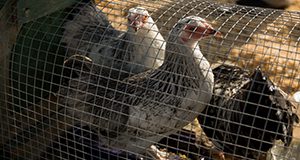 Photo of three chickens outdoores in a small chicken-wire enclosure