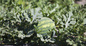 A watermelon sits among leaves in the sun. Photo taken on 05-10-17.
