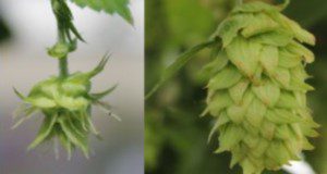 two closeup images showing hop cone formation. A newly formed hop burr on the left, and a mature hop cone on the right.