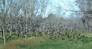 A flock of Red-Winged Blackbirds fly in a pecan grove during a winter's morning ,Clay county. (UF/IFAS Photo by: Josh Wickham)