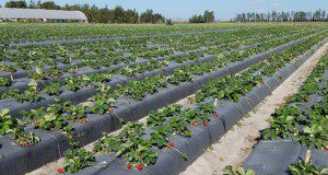 A verification trial at UF/IFAS GCREC