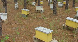An apiary full of nucs for sale. Photo by Jamie Ellis.