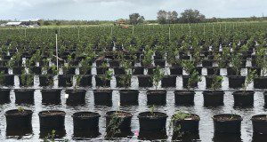Flooded blueberry container production after Hurricane Irma