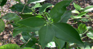 a close up photo of healthy citrus leaves