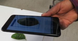 A person's hand holding a smartphone, taking a picture of a leaf for analysis. Credit: UF/IFAS