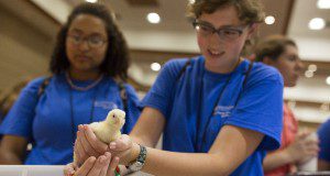 A 4H youth holding a baby chicken in her hands. Photo taken July of 2016.