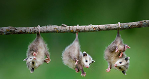 A photo of three young possums hanging by their tails from a branch