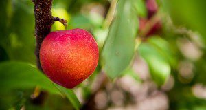 A close up photo of a ripe peach on a peach tree