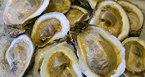 a photo of freshly harvested oysters on half-shell