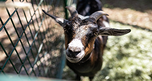 Goat in a pen.