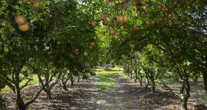 Citrus fruit on trees in the campus orange groves. Photo taken 06-22-18.