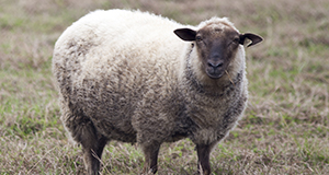 Photo of a sheep standing in a field.