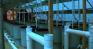 Photo of a large, barnlike structure from the inside. Rows of gray, barrel-like tanks and white pvc piping, dim, blue light from the ceiling panels, and a large fan set in the wall at the end of the barn, through which daylight shines.